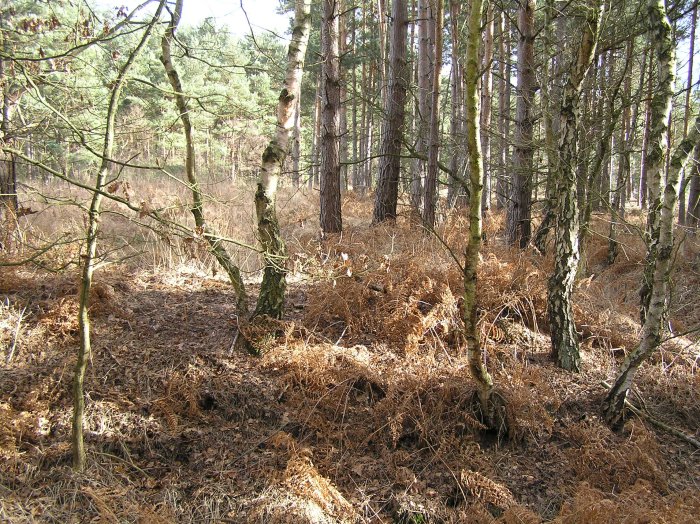 Chobham Common (1)