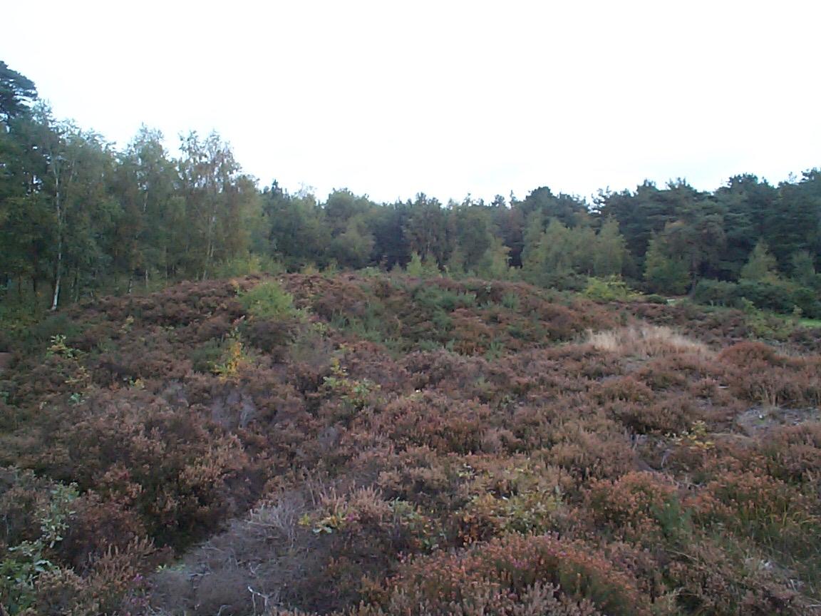 West End Common Barrows