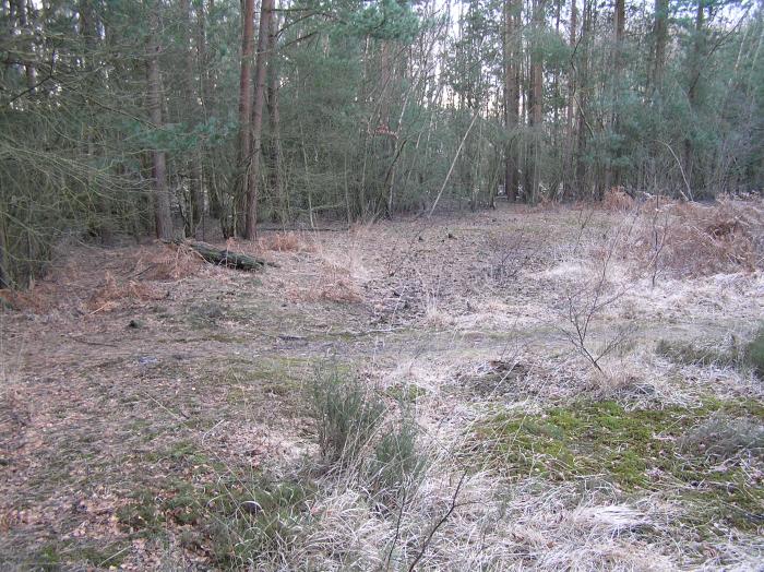 This is the disc barrow, honest! From immediately in front, a very slight ditch can just be seen stretching around to the right, parallel with the line of trees, which look like they have been cleared.