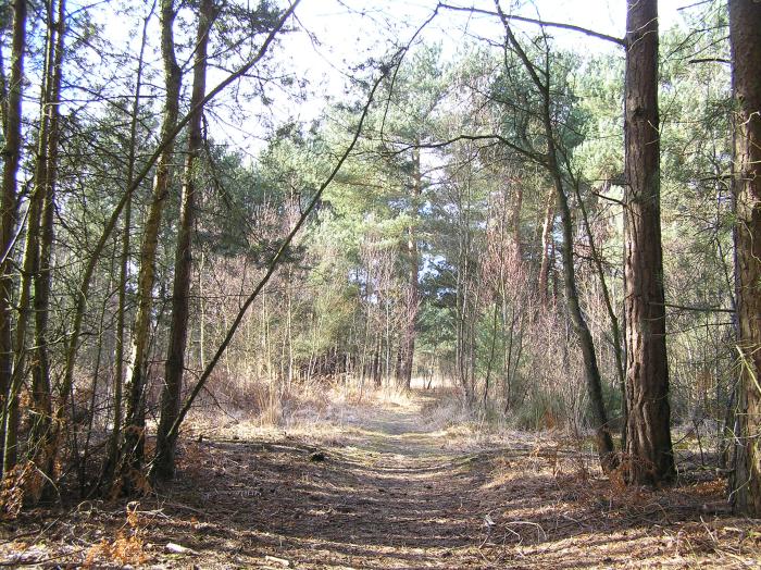 Horsell Common W