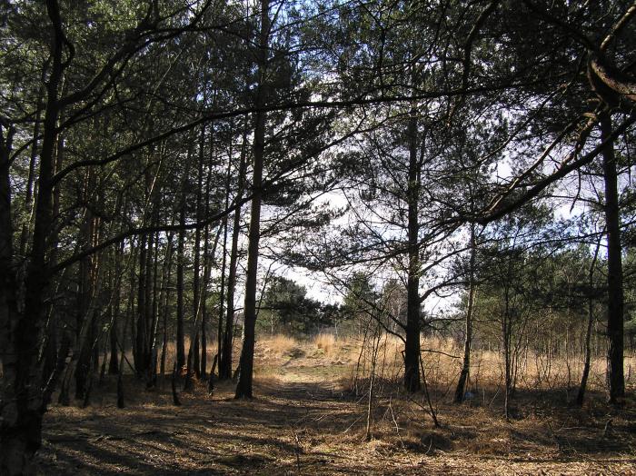 The Bowl barrow seen through the trees from the Disc barrow. The surrounding ditch is not all in frame even at this distance.