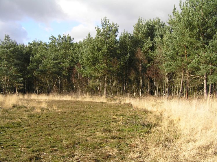 Horsell Common W