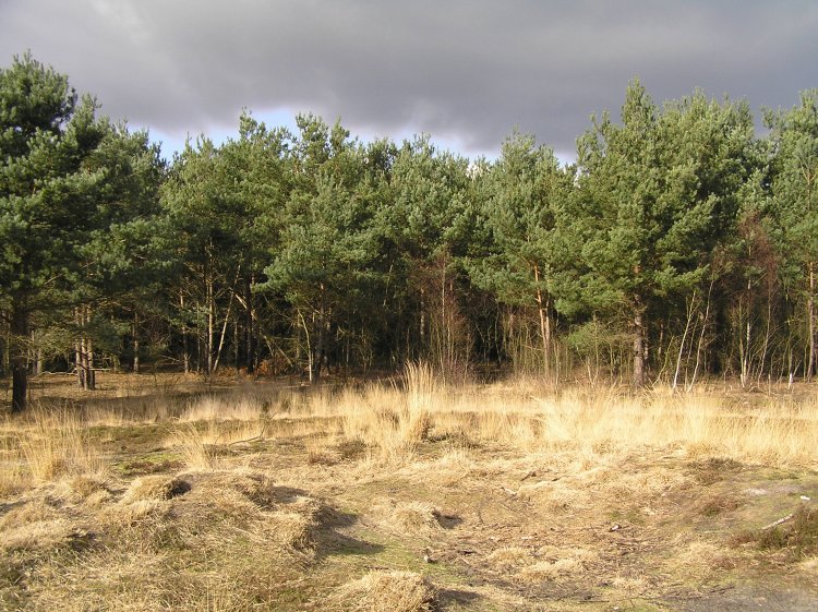 The flat top of the barrow where it has been dug into. The external ditch is marked by the yellow grass just before the line of trees.