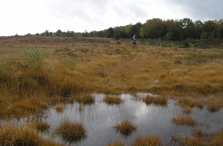 Albury Bottom Enclosure