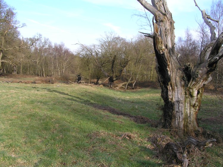 Click for the gallery page to add comments and vote (PID:55844) Ashtead Common Earthwork