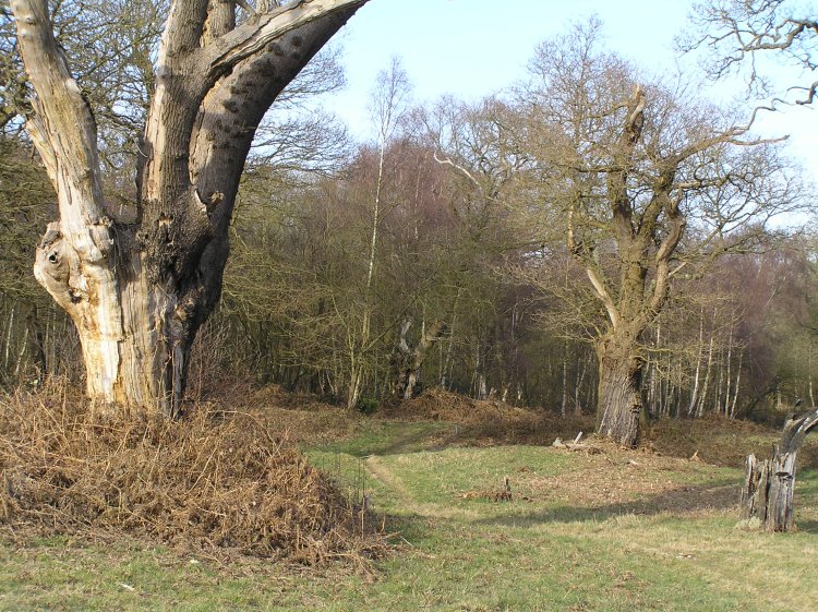 Click for full size image of Ashtead Common Earthwork (PID:55849) Ashtead Common Earthwork
