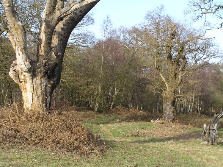 A view of the large triangular earthworks on Ashtead Common. 