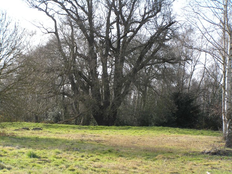 Click for full size image of Ashtead Common Earthwork (PID:55850) Ashtead Common Earthwork