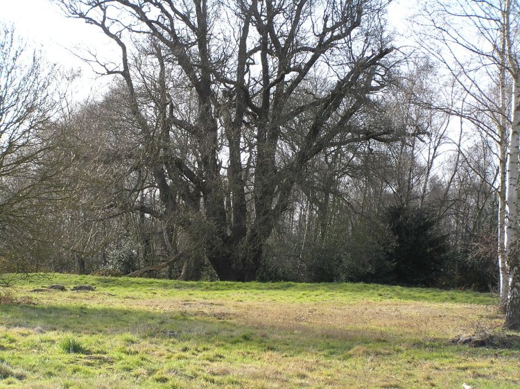 A view of the large triangular earthworks on Ashtead Common. You can see the inner ridge running left to right just in front of the tree