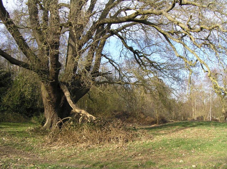 A view of the large triangular earthworks on Ashtead Common. The bank is to the right of the photo running away from the camera and the tree is in the ditch