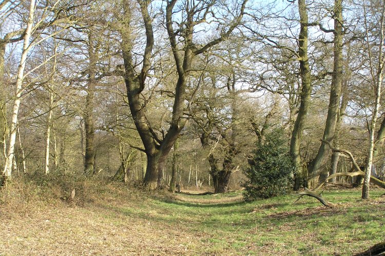 Ashtead Common Earthwork (PID:55852) Ashtead Common Earthwork