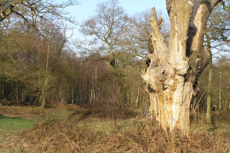 Click for full size image of Ashtead Common Earthwork (PID:55853) Ashtead Common Earthwork