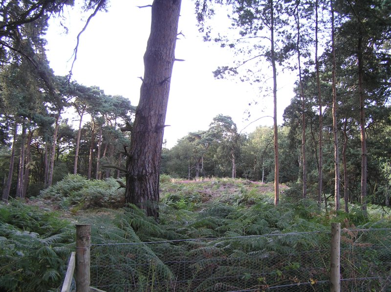 Click for the gallery page to add comments and vote (PID:43587) Cockrow Hill Bell Barrow