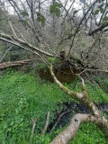 Lid Well - PID:226115