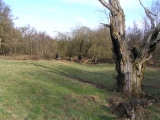 Click for full size image of Ashtead Common Earthwork (PID:55844) Ashtead Common Earthwork