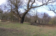 Click for full size image of Ashtead Common Earthwork (PID:55847) Ashtead Common Earthwork