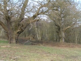 Click for full size image of Ashtead Common Earthwork (PID:55848) Ashtead Common Earthwork