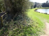 Albury Fishponds - PID:227255