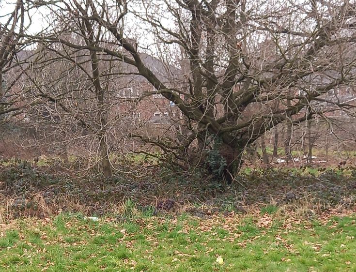 Burnt mound in Fox Hollies Park