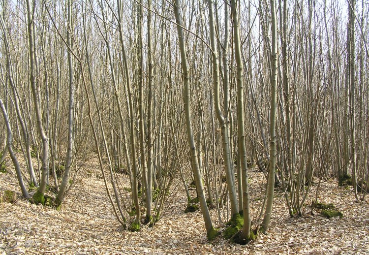 Click for the gallery page to add comments and vote (PID:74941) Hammer Wood Fort