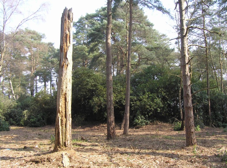 Click for the gallery page to add comments and vote (PID:75001) Minsted Round Barrows