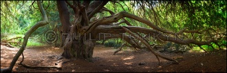 Yew Tree Grove Cross Dyke - PID:103665