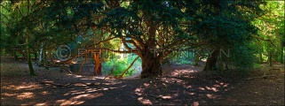 Yew Tree Grove Cross Dyke - PID:103666