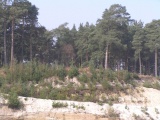 Minsted Round Barrows - PID:74915