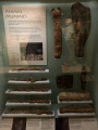 Click for full size image of Brighton Museum and Art Gallery (PID:268773) Brighton Museum and Art Gallery