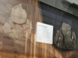 The Novium