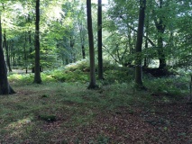 Upwaltham Hill Tumuli - PID:126431