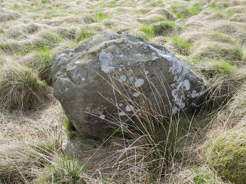 King Common Rough