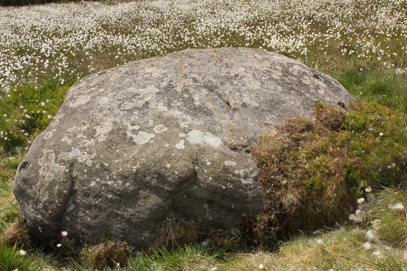 Carving referenced IAG293 in Boughey & Vickerman's 2003 publication 'Prehistoric Rock Art of the West Riding' and added to ERA as 'Rivock 15' by the CSI: Rombalds Moor Project.

Foliose lichen covers large swathes of this dome shaped rock. Unfortunately, this makes identification of possible motifs quite difficult. 
  
Image captured during recording for the CSI:Rombalds Moor Project on 26 Jun