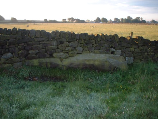 Bull Stone (PID:7856) Bull Stone