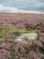 Black Knowle (Morton Moor) - PID:233421
