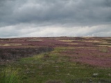 Black Knowle (Morton Moor) - PID:233424