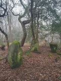 Ireland Wood - PID:311565