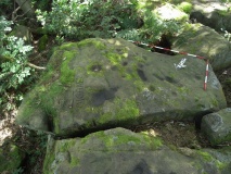 Panorama Woods 04