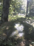 Cottingley Woods
