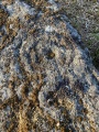 Backstone Beck 02 detail - PID:227653