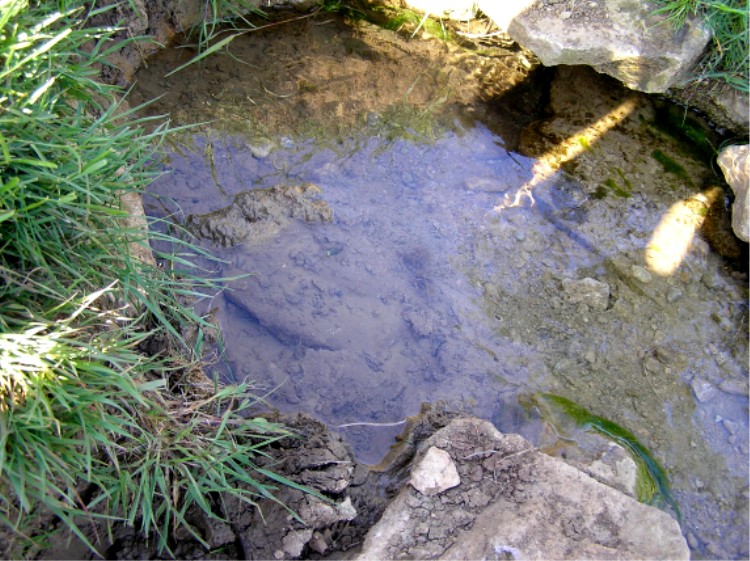 Holy Well (Biddestone)