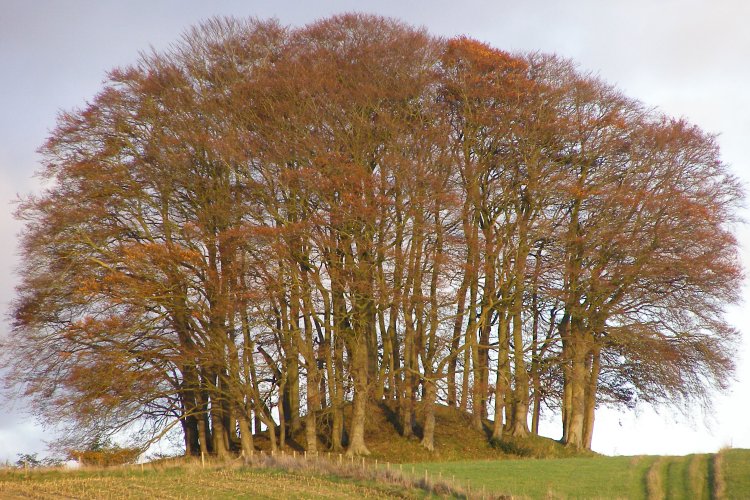 Click for the gallery page to add comments and vote (PID:25832) Overton Hill barrow cemetery