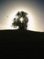 Avebury - PID:25859