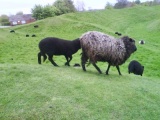 Avebury - PID:79413