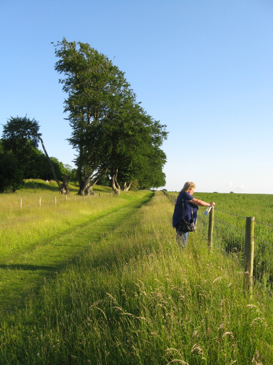 Looking south here along the line of the New King Barrows from their northern end.  Many years ago people may have been processing from left to right, where I'm standing to take this shot, on their way to Stonehenge.  Jackie leans over the fence at the point where [the nearby information board tells us] The Avenue's southern edge crossed this path at right-angles en route from the River Avon.
Gre