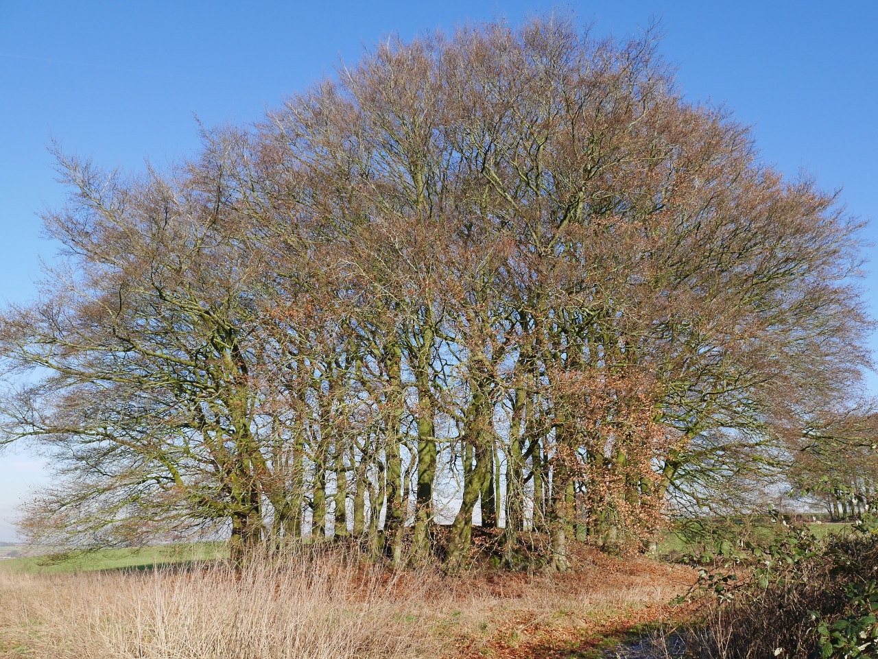 Click for the gallery page to add comments and vote (PID:211201) Overton Hill barrow cemetery