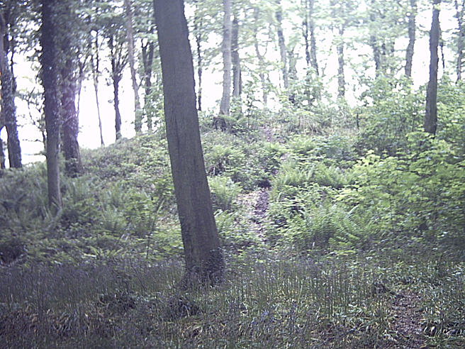Click for the gallery page to add comments and vote (PID:14328) West Woods Long Barrow