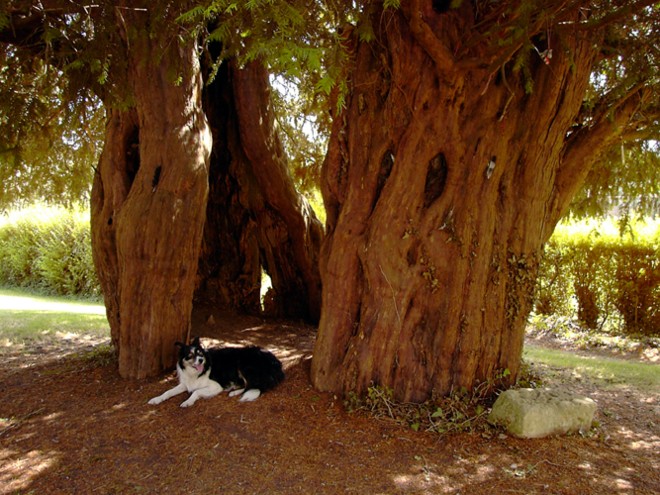 This hollow yew in the churchyard is said to be more than 1,700 years old.  Far older than the church and perhaps linked in some way to the mysterious sarsen stone beneath the church floor.
