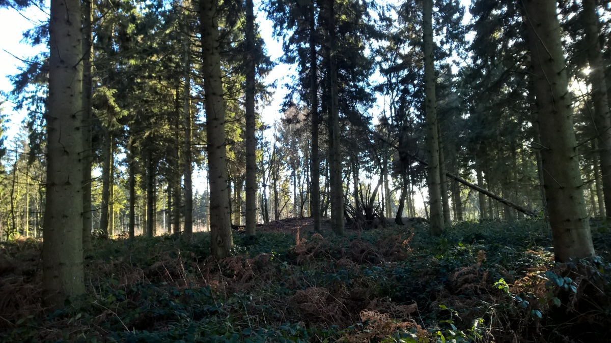 Click for the gallery page to add comments and vote (PID:206306) Square Copse Barrow Cemetery