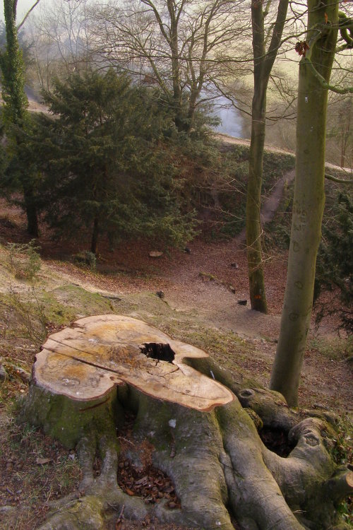 Looking down into the ditch on the south-western side of Old Sarum, from the top of the inner bank. The recently cut beech stump in the foreground is a sign of recent clearance work, advertised by English Heritage as being about scrub removal to help stabilise the topsoil on the ramparts. The mature beech trees are supposed to be left intact - perhaps this one was considered dangerous? Beyond the 
